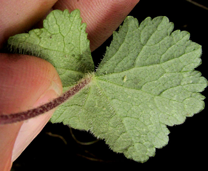 Pennywort, HYDROCOTYLE MEXICANA, leaf