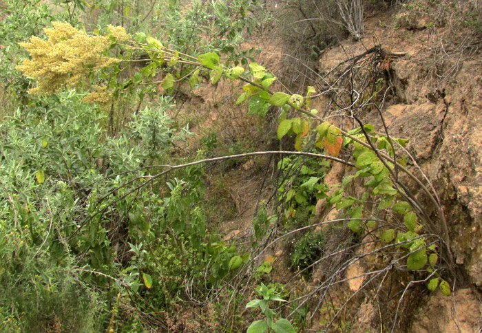 IRESINE CASSINIIFORMIS, in habitat