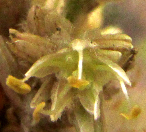 IRESINE CASSINIIFORMIS, male flower from above