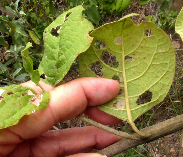 IRESINE CASSINIIFORMIS, leaves and stem