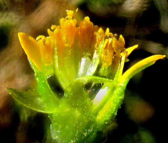 JAEGERIA HIRTA, capitulum showing short ray florets