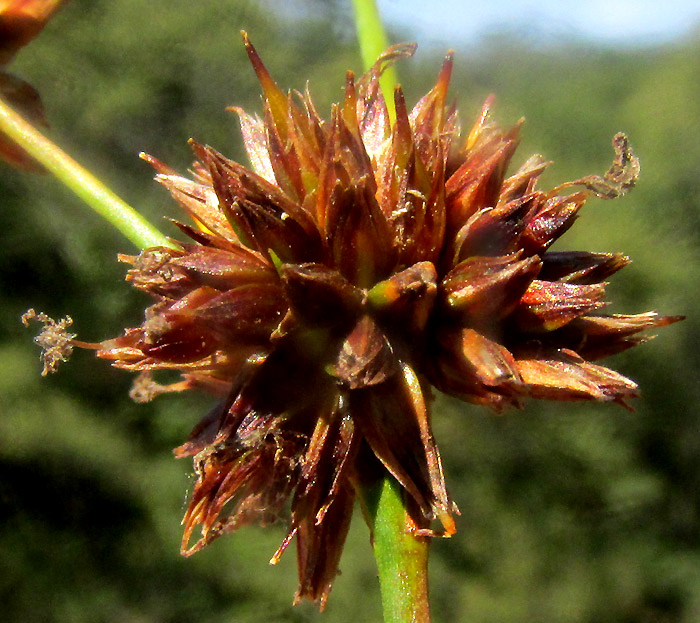 JUNCUS EBRACTEATUS, stem bearing leaf, topped with inflorescence
