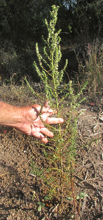 Prickly Russian Thistle, SALSOLA TRAGUS, plant in habitat