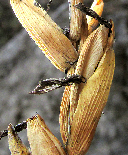 TILLANDSIA KARWINSKYANA, close-up of bract and dried-up flowers