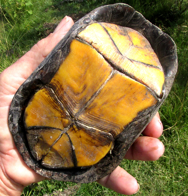 Mexican Mud Turtle, KINOSTERNON INTEGRUM, plastron