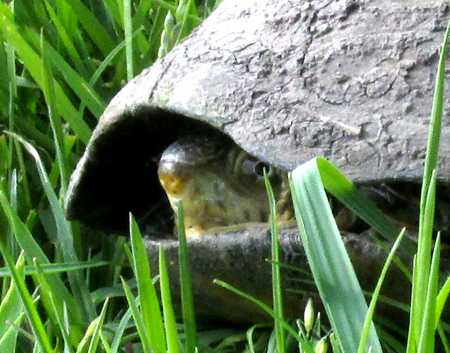 Mexican Mud Turtle, KINOSTERNON INTEGRUM, front of head peeping from shell