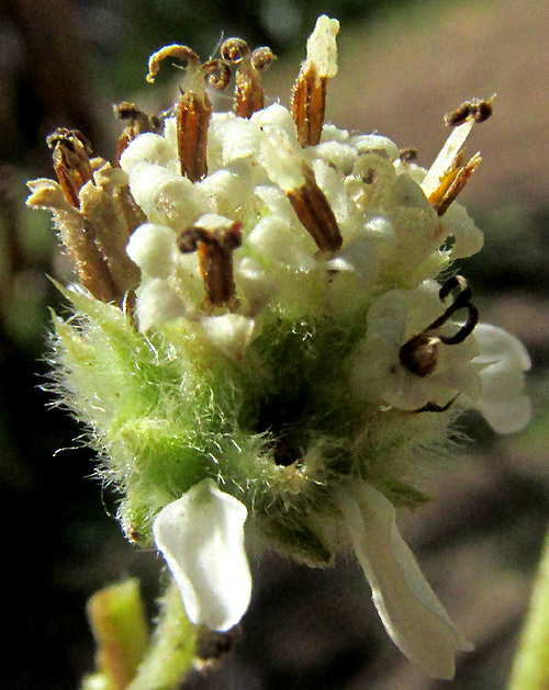 LAGASCEA RIGIDA, aberrant flowering head with ligules