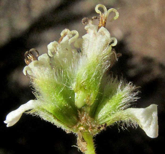 LAGASCEA RIGIDA, dissected synflorescence showing one floret per involucre/ compound or double involucres