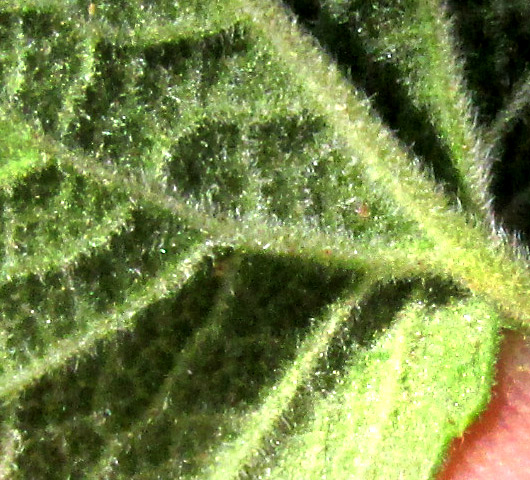 LAGASCEA RIGIDA,  soft-hairy lower leaf surface