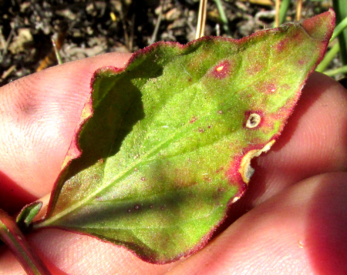 Lambsquarters, CHENOPODIUM ALBUM, drying leaf manifesting reddish pigment