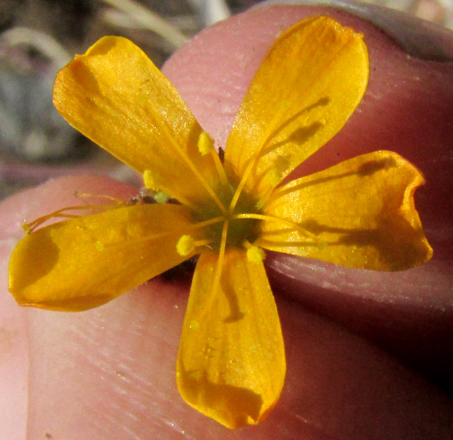 LINUM SCABRELLUM, flower from front showing styles and stamens