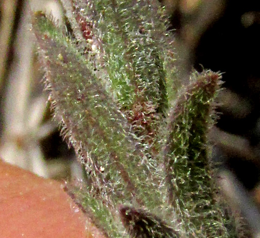 LINUM SCABRELLUM, hairy leaves & stem