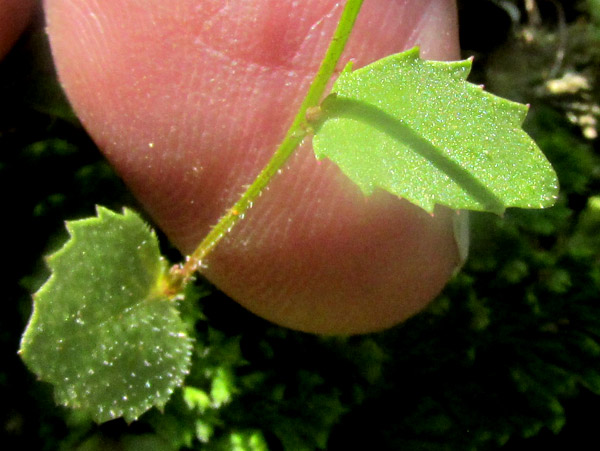 LOBELIA VOLCANICA, leaf close-up