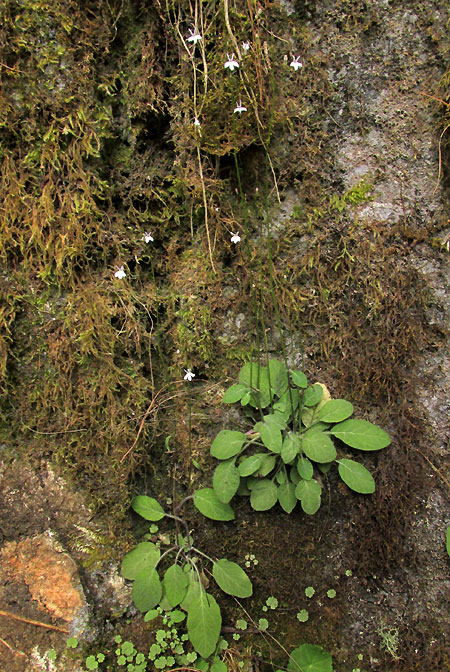 LOBELIA SARTORII, plants in habitat