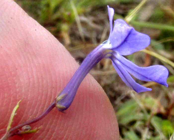 LOBELIA DIVARICATA, flower from side