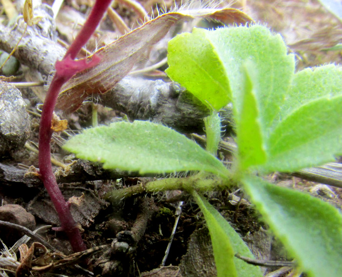 LOBELIA DIVARICATA, stem base and young emerging plant