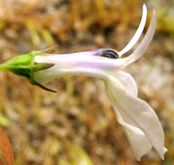 LOBELIA SARTORII, flower from side
