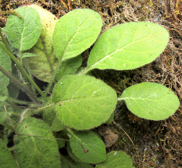 LOBELIA SARTORII, leaves