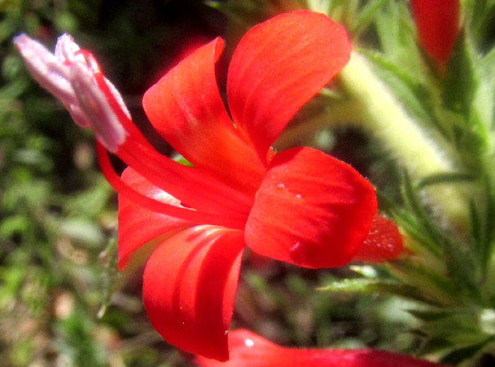 LOESELIA MEXICANA, flower close-up