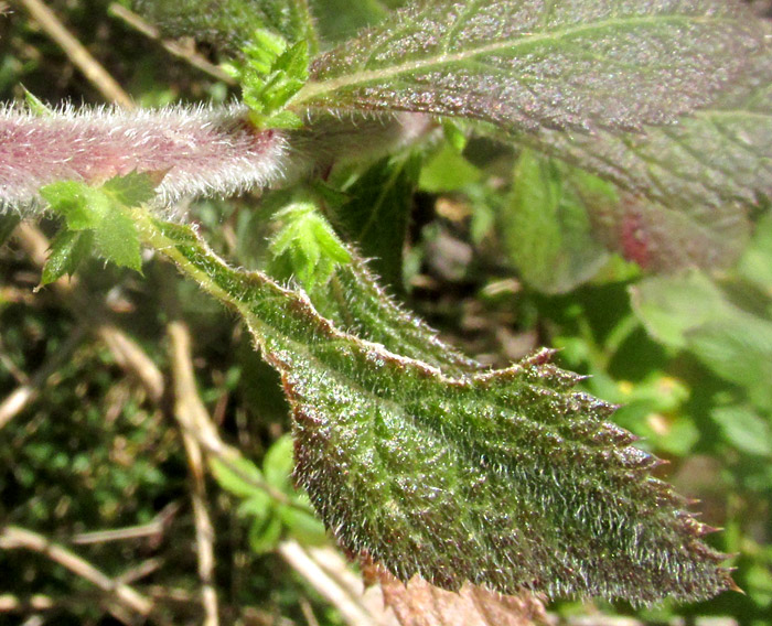 LOESELIA MEXICANA, leaf and stem