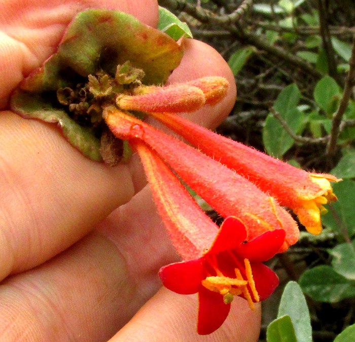 Mexican Honeysuckle, LONICERA PILOSA var. PILOSA, flowers
