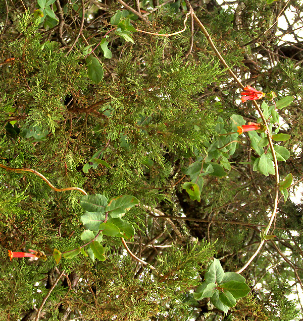 Mexican Honeysuckle, LONICERA PILOSA var. PILOSA, stem clambering on junipers