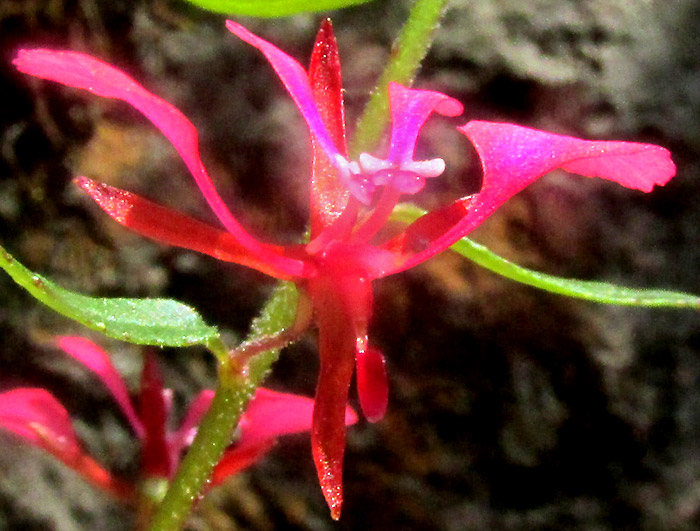 LOPEZIA MINIATA, flower from front