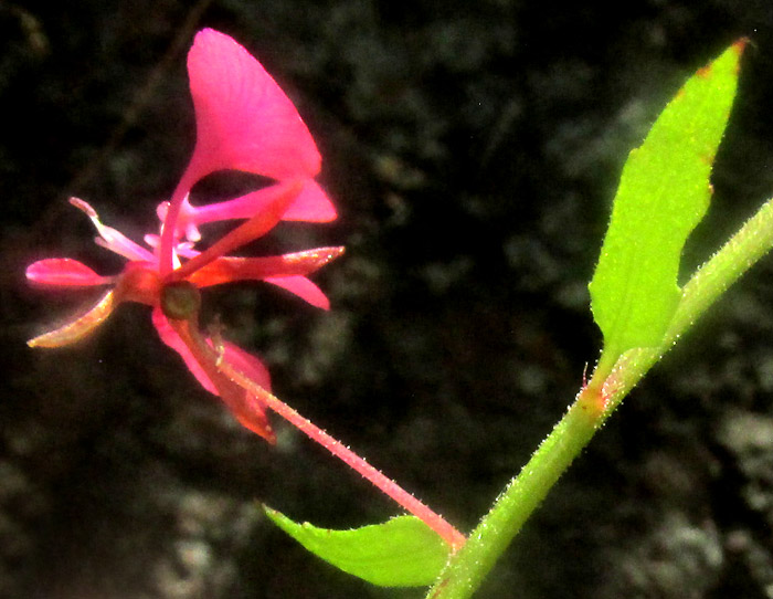 LOPEZIA MINIATA, flower from side