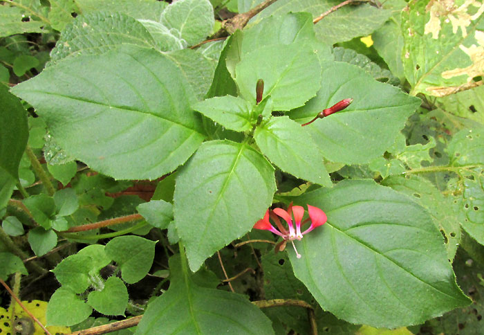 Mosquito Flower, LOPEZIA RACEMOSA ssp. RACEMOSA, flowering plant in habitat