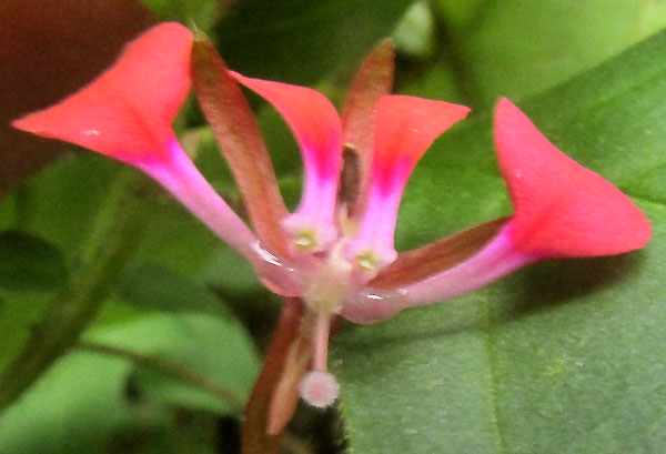 Mosquito Flower, LOPEZIA RACEMOSA ssp. RACEMOSA, flower from front