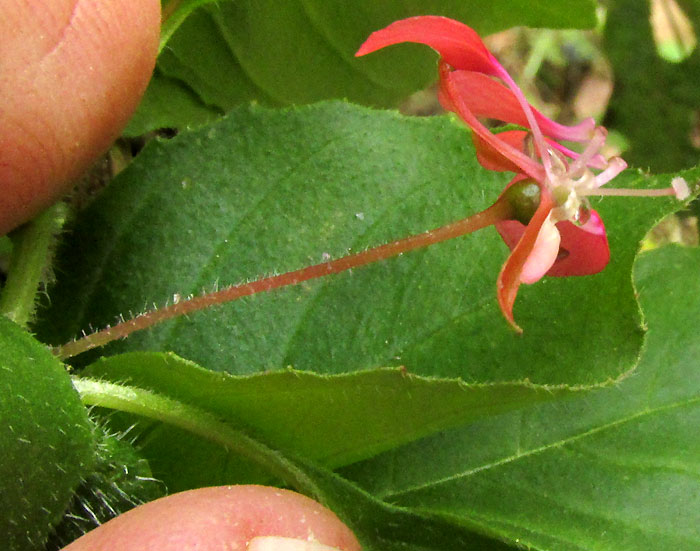 Mosquito Flower, LOPEZIA RACEMOSA ssp. RACEMOSA, floweri from side