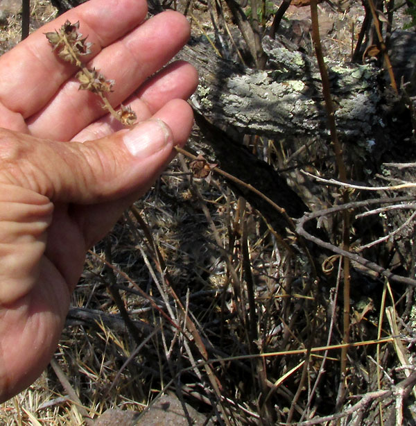 Desert False Mallow, MALVASTRUM BICUSPIDATUM ssp. CAMPANULATUM, dead, dry-season crisp, fruiting, in habitat