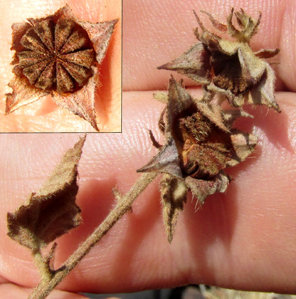 Desert False Mallow, MALVASTRUM BICUSPIDATUM ssp. CAMPANULATUM, mature schizocarp fruits