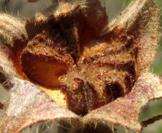 Desert False Mallow, MALVASTRUM BICUSPIDATUM ssp. CAMPANULATUM, mature fruit with some missing mericarps