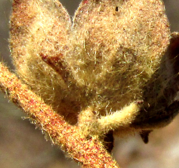 Desert False Mallow, MALVASTRUM BICUSPIDATUM ssp. CAMPANULATUM, calyx from below, showing bractlets of involucel