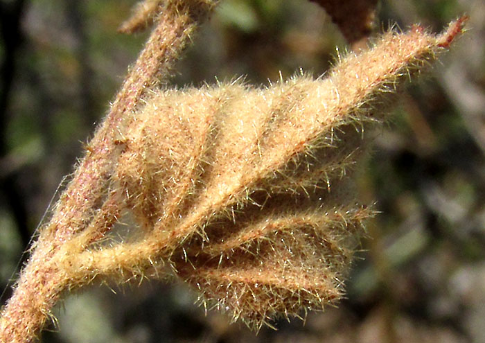 Desert False Mallow, MALVASTRUM BICUSPIDATUM ssp. CAMPANULATUM, hairy undersurface of dried leaf