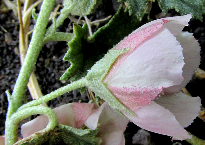 Alkali Mallow, MALVELLA LEPROSA, flower from side, pink parts of corolla, and pedicel