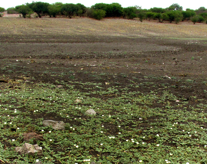 Alkali Mallow, MALVELLA LEPROSA, habitat in dry bottom of reservoir