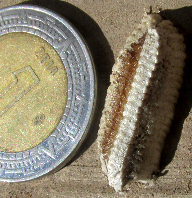 Bordered Mantis, STAGMOMANTIS LIMBATA, egg case, or ootheca