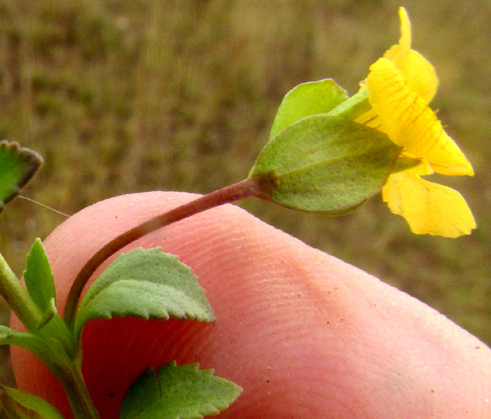 Baby Jump-up, MECARDONIA PROCUMBENS, flower, bracteoles and pedicel from side
