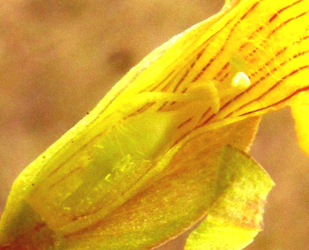 Baby Jump-up, MECARDONIA PROCUMBENS, flower dissected showing stamens, ovary, style and stigma