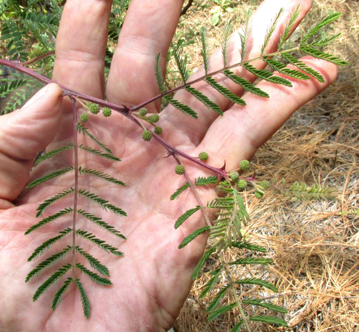 MIMOSA ACULEATICARPA, maybe, compound leaves and spiny stems
