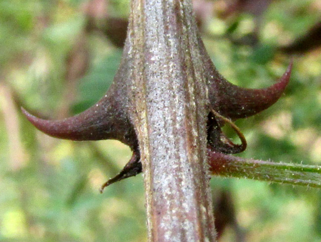 MIMOSA ACULEATICARPA, maybe, close-up of spines beside stipules