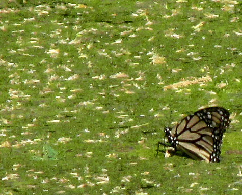 Female Monarch Butterfly, DANAUS PLEXIPPUS, migrating, atop pond scum drinking