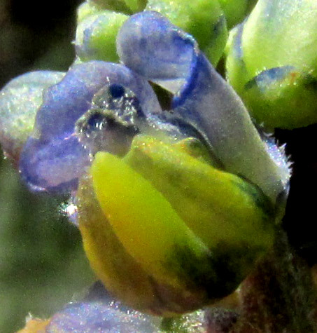 MONNINA CILIOLATA, flower seen from below
