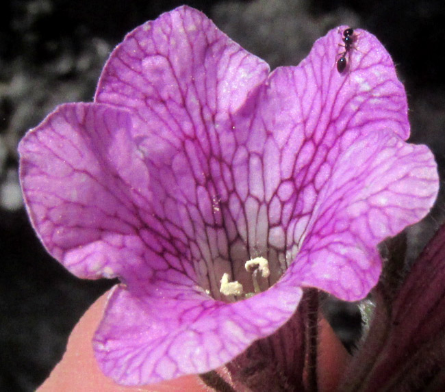 NAMA SERICEA, corolla from front showing dark reticulations and two dorsifixed anthers