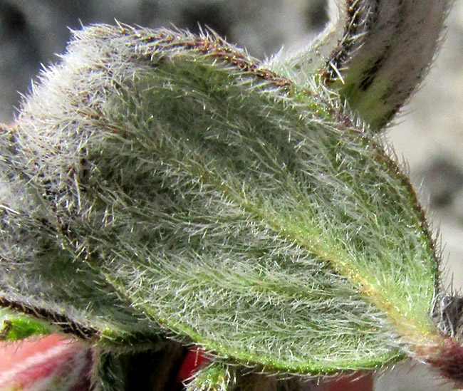 NAMA SERICEA, dense, sericeous hairs on leaf underside
