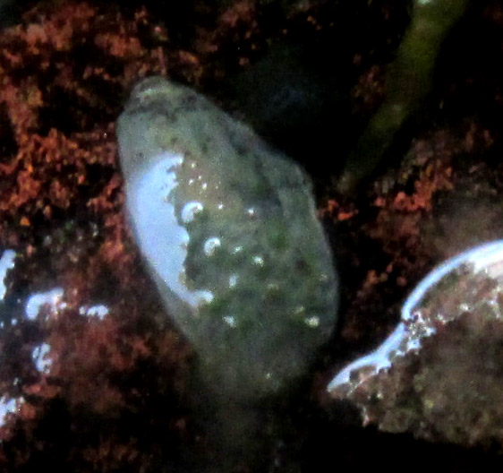 possibly freshwater Platyhelminthes, close-up showing bumps on top