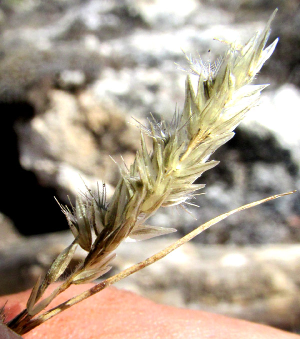 Nineawn Pappusgrass, ENNEAPOGON DESVAUXII, inflorescence having lost most of its caryopsis