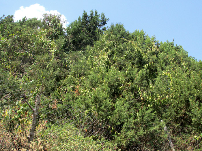 White Passionflower, PASSIFLORA SUBPELTATA, vines draped atop junipers